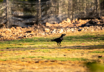 A black crow sits on a hill at dawn and watches for game in the country of Thailand