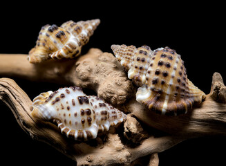 Gyrineum Gyrinum shell on driftwood macro black background