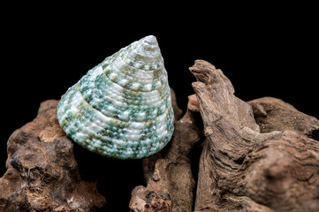 Green Tectus pyramis seashell on on driftwood