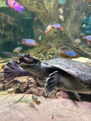 Obraz premium turtle swimming in a pond