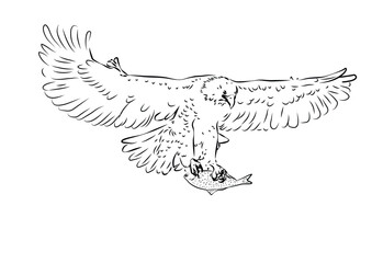 Eagle Outline drawing wild animals, black and white outline vector cartoon illustration