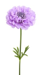 Fototapeta premium Beautiful Lavender Flower with Delicate Petals and Green Stem