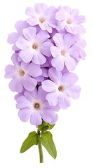 Obraz premium Beautiful Cluster of Light Purple Flowers on White Background