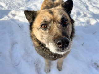 Cute Senior Dog Fluffy Fur with Snowflakes in Yard 