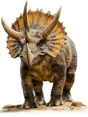 Fototapeta premium A realistic depiction of a Triceratops dinosaur standing on a rocky surface.