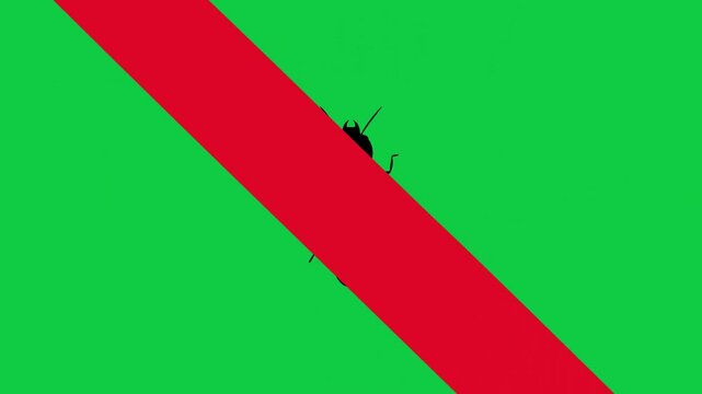 No termite icon with red prohibition sign symbol on green screen background. 4k animation video.
