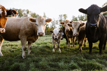 Group of Cattle grazing on field