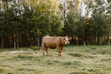 Obraz premium Cow on a grassy pasture