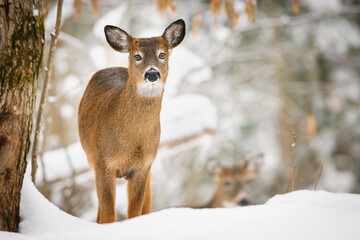 Young white-tailed deer with unusual eyes in snowy forest