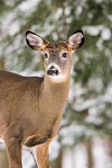 Portrait of a white-tailed deer buck having recently shed his antlers
