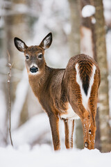 White-tailed Deer doe in snowy winter forest