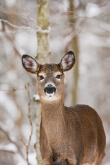 Winter portrait of a white-tailed deer in its environment