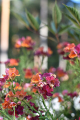 Vibrant flowers with various colors thrive in a sunny garden