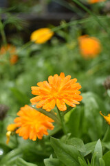 Vibrant marigolds bloom in lush green foliage