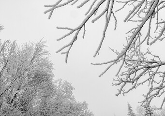 Obraz premium Snow covered tree branches after storm in Rangeley, Maine