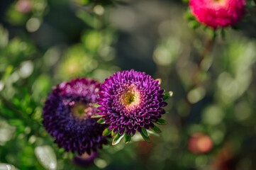 Fototapeta premium Vibrant purple and pink asters blooming in flower field