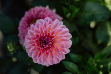 Vibrant, pink dahlia in a green garden background