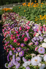 Vibrant purple and pink asters blooming in flower field