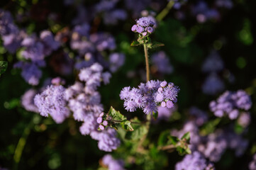 Obraz premium Purple floss flowers blooming in a lush green summer field