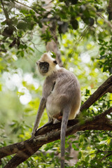 Semnopithecus monkey sitting in jungle tree in Sri Lanka
