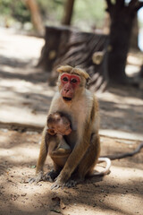 mother and baby monkey hugging in Sri Lanka