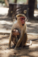 Mother monkey holding sleeping monkey baby in Sri Lanka