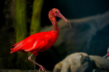 Close up of red bird scarlet ibis, selective focus.