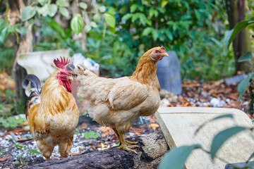 Hen and  rooster standing on field