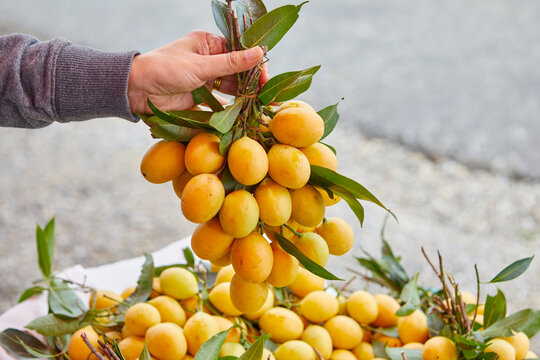 Cropped hand holding bunch of ripe Marian plum