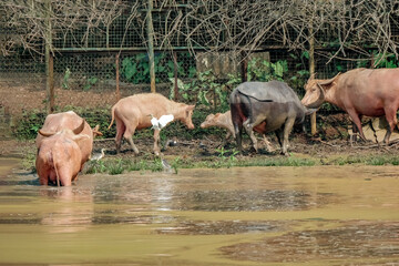 A black domestic buffalo eating grasses from a pond