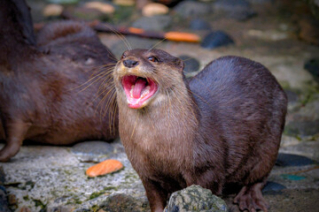 An otter easting a fish