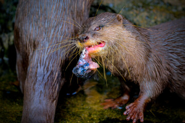 An otter easting a fish