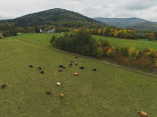 Cows roaming in scenic rural landscape.