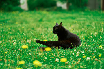 Black cat lying on green lawn on a sunny day