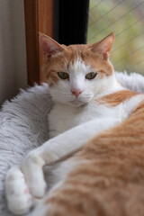 窓辺でくつろぐ可愛い猫　茶トラ白