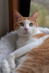 窓辺でくつろぐ可愛い猫　茶トラ白