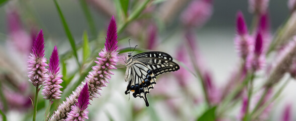 花の蜜を吸うアゲハチョウ