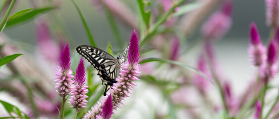 花の蜜を吸うアゲハチョウ