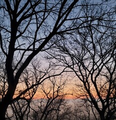 A view of the sunset between the trees