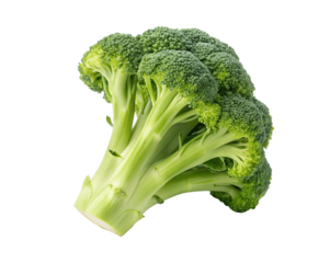 Fresh broccoli isolated on a white transparent background, showcasing its vibrant green color and healthy florets. Perfect for food photography, healthy eating blogs, promoting fresh vegetables online