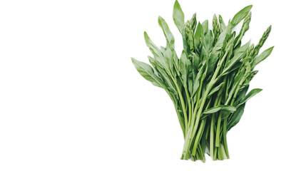 Fototapeta premium Fresh Green Leafy Vegetables Bundled Together on White Background