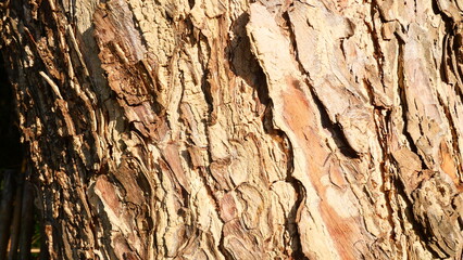texture of the bark under sunlight
