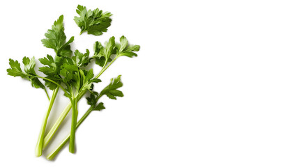 Obraz premium Fresh Green Parsley Leaves With Vibrant Colorful Texture Details