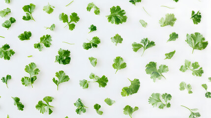 Fresh Cilantro Leaves Spread Across White Background for Cooking