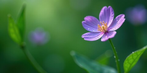 Fototapeta premium A Delicate Purple Blossom Glistens with Morning Dew, Its Petals Unfurling in a Soft Green Meadow