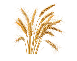 Wheat grain isolated on a white background with a transparent cutout, showcasing detailed textures and natural golden color