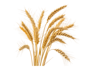 Wheat grain isolated on a white background with a transparent cutout, showcasing detailed textures and natural golden color