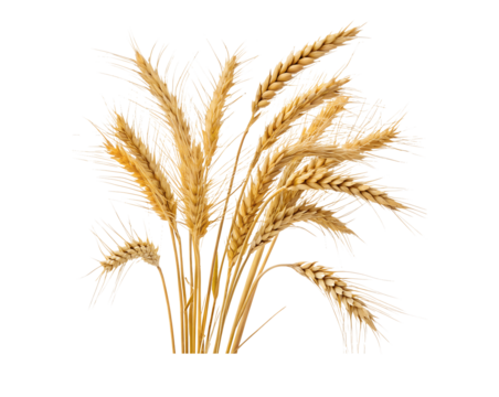 Wheat grain isolated on a white background with a transparent cutout, showcasing detailed textures and natural golden color