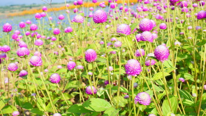 Fototapeta premium A field of purple globe amaranth flowers under a bright blue sky
