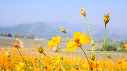 A field of cosmos flowers with a background of mountains and vegetable fields